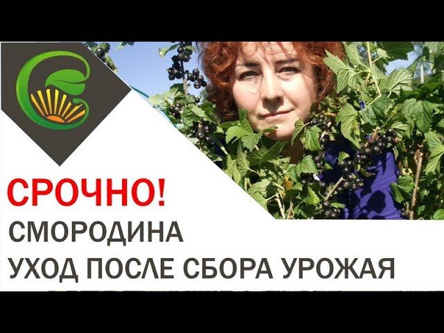 Смородина   Уход после сбора урожая. СРОЧНО!