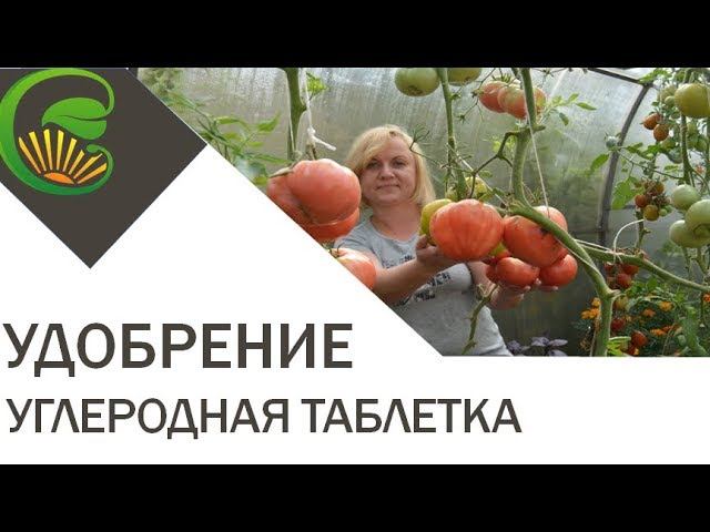 Углеродная таблетка - повышаем урожайность овощей в теплице