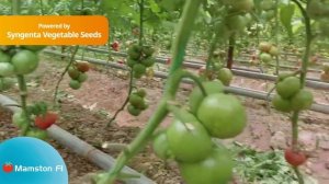 Mamston F1 / Мамстон F1