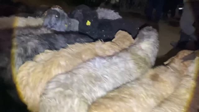 Туркестан Мал базар Еділбай Қазақ бред Қойлар Қошқар 22.01.2023. Гиссар қой