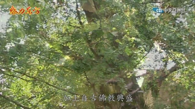 2016.11.12魅力東方　河南新縣保護古村落　銀杏、茶葉亮點多