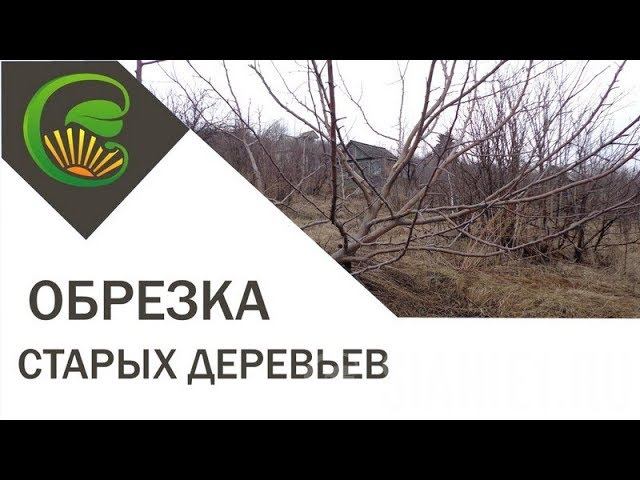 Обрезка деревьев. Часть 1. Старые яблони и груши