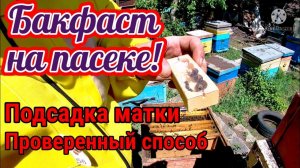 Бакфаст на пасеке! Проверенный способ подсадки матки