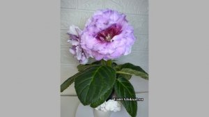 САТ- Красавица Весна 💙🌸💫