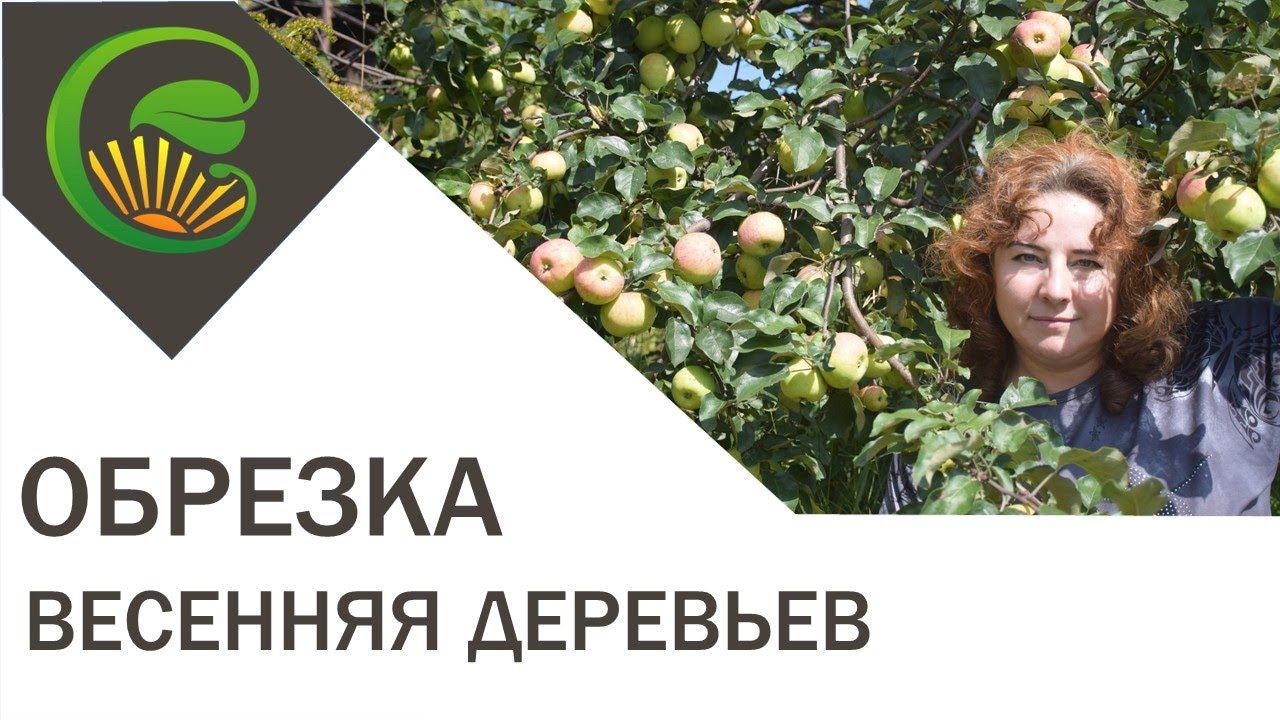 Весенняя обрезка деревьев 2020 смотреть онлайн