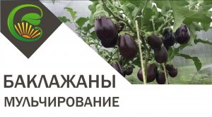 Баклажаны  Мульчирование