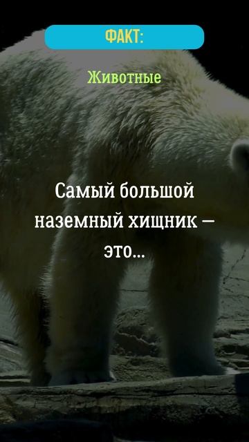 Самый большой наземный хищник - это...?  #хищник  #животное  #факты