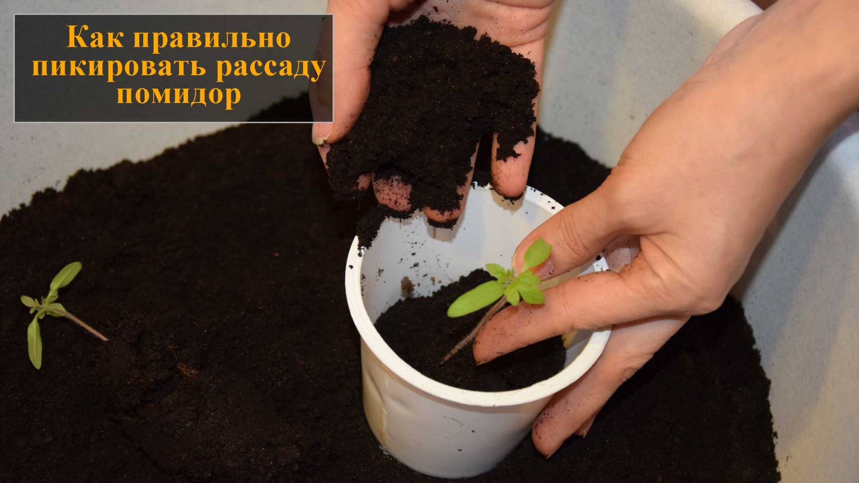 Пикировка рассады томатов смотреть онлайн