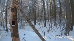 Установка капкана в пень.