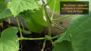 Желтеют завязи огурцов в теплице что делать