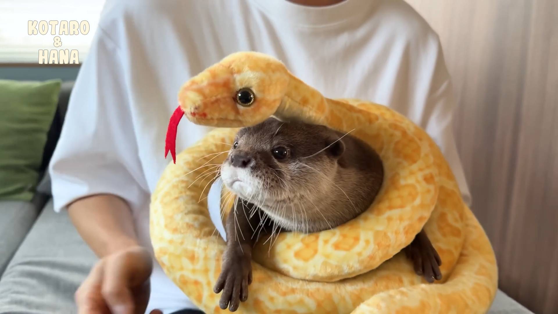 Выдры празднуют Новый год со змеями! смотреть онлайн