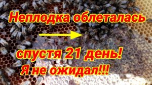 Неплодная матка облетелась через 21 день! Я не ожидал! Ранний отводок!