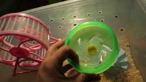 Обзор колёс для хомяков.Джунгарские хомячки.Обзор новых покупок для хомяков.