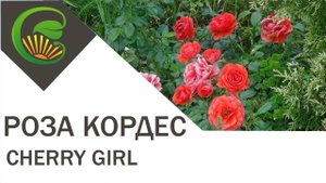 Роза Cherry Girl Kordes