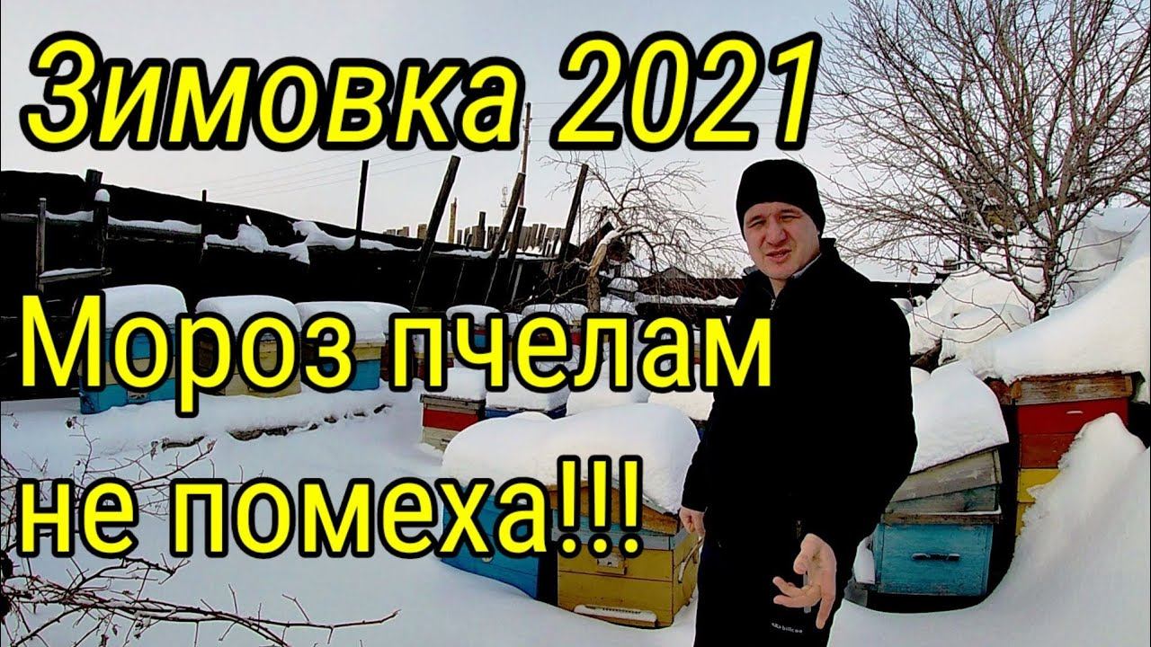 Зимовка 2021г. Мороз пчелам не помеха!! День рождения канала!!! ☝️