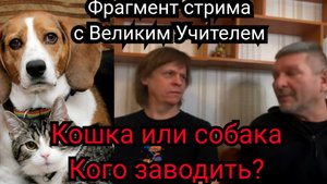 Кошка или собака. Кого заводить. Фрагмент стрима с Великим Учителем.