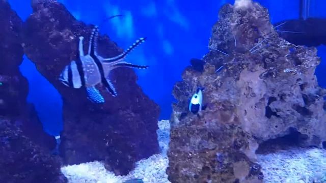 Green hair algae and aiptasia out break смотреть онлайн