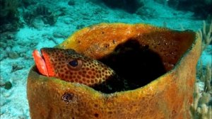 Слайд шоу Багамы 2015