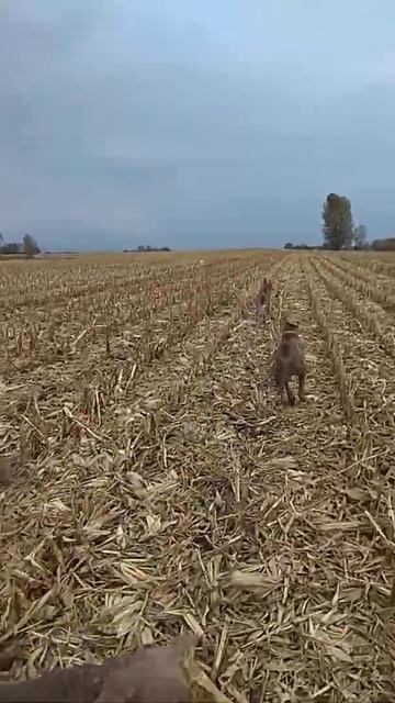 Веймаранер в поле смотреть онлайн