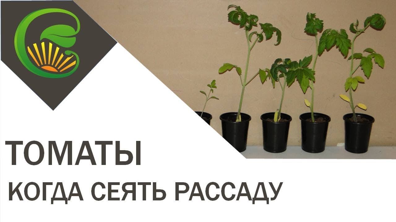 Когда не поздно сеять томаты на рассаду