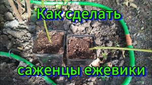 Как сделать саженцы ежевики