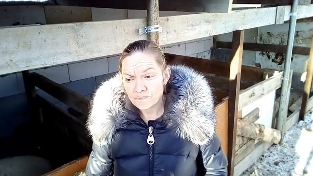 Разведение и содержание свиней  Насколько это просто Часть 1