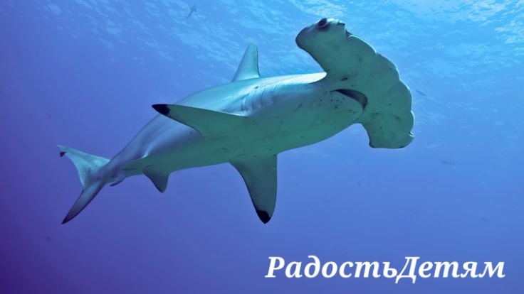 Удивительные факты о акуле-молоте для детей