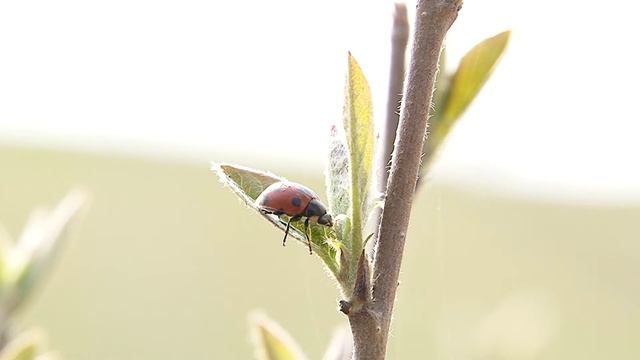 Красивая Божья коровка смотреть онлайн