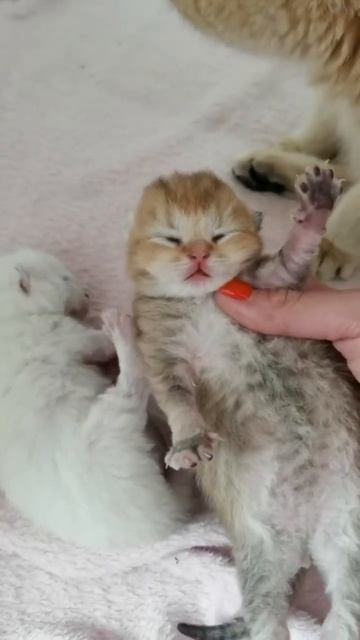 Малыши золотой шиншиллы 🥰 #шотландскиекотята #золотаяшиншилла