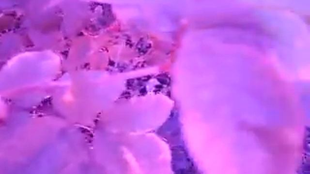 Очки агронома (октябрь 2012 Украина) смотреть онлайн