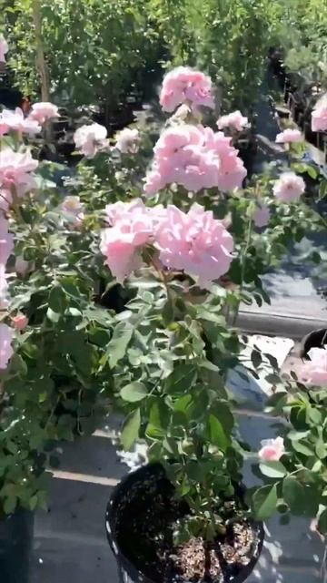 Роза Боника. Bonica rose #лучшиерозы #миррастений