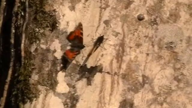 Une petite scène explicite..avec la Petite-tortue-Aglais urticae (Nymphalidae-Lepidoptera) смотреть онлайн