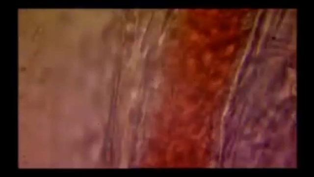 "Чудо жизни" для урока биологии