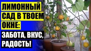 ☑ ПИТОМНИК ПАВЛОВСК ⚡ КОМНАТНЫЙ ЛИМОН ЦЕНА 👍