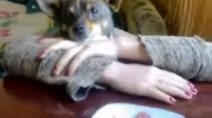 собака  оборотень