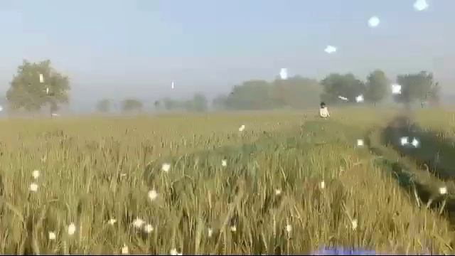 COMMON QUAIL Hunting, Quail hunting video2023, Quail sound, Common quail effects birds, New video, смотреть онлайн