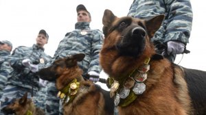 В полицейской операции впервые задействовали собаку