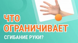 Что ограничивает сгибание руки в локтевом суставе