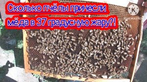 Сколько пчёлы принесли меда в 37 градусную жару за 6 дней?!