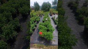 Обзор растений питомника "Моспитомник" часть 1