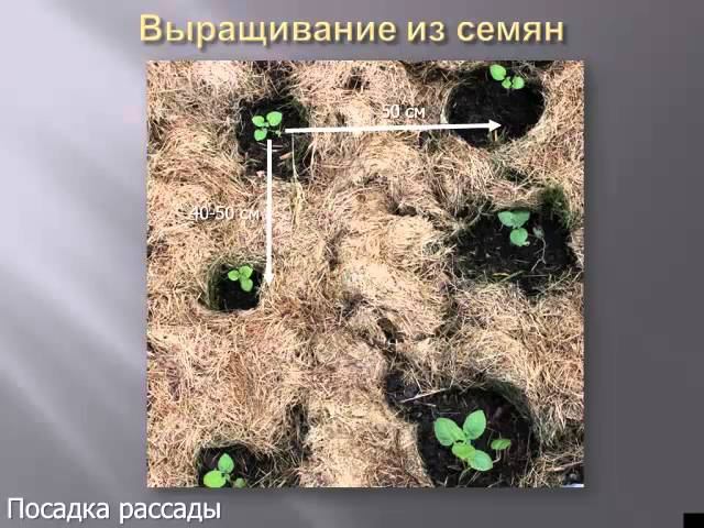 Выращивание картофеля