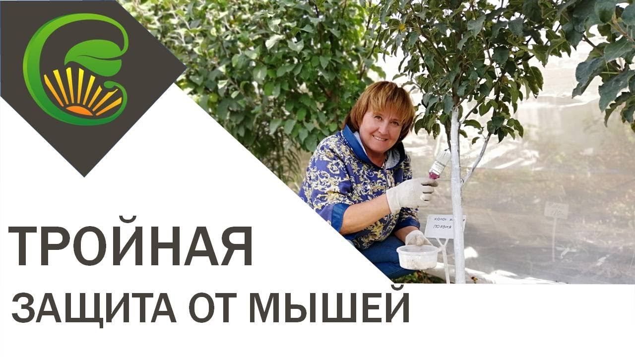 Защита от мышей