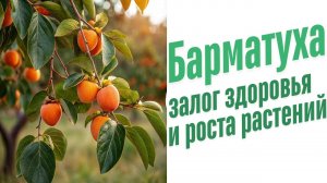Органическое плодородие почв.