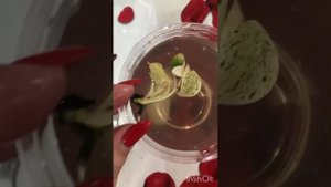 Клон Монстера делициоза минт ( monstera delisiosa mint )