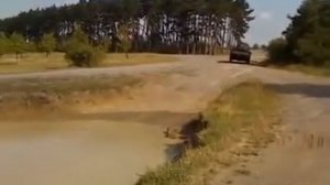 Бронетранспортёр 1 Лиса (tpz fuchs) преодоление воднои преграды