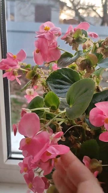 Бегонія вічно квітуча | Begonia