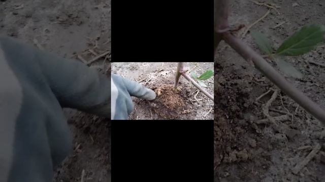Как посадить саженцы ежевики осенью