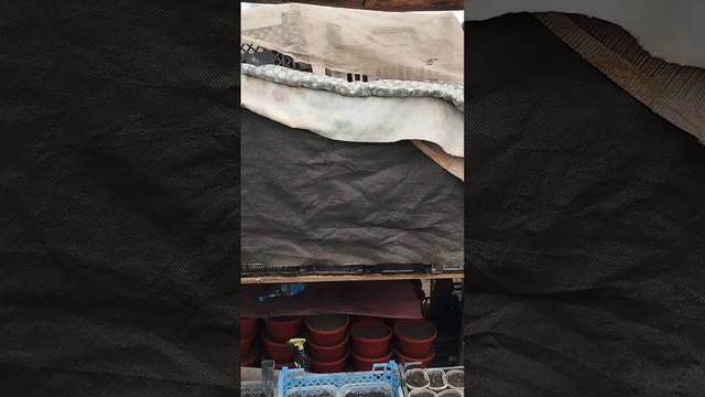Рассказываю о наследственном  методе посеве семян! Так сеяли мои бабушка с дедушкой, родители,  мы!