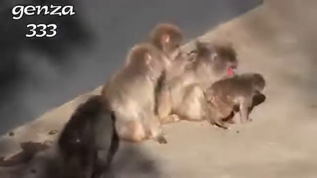 Brute force monkey:Animal Video смотреть онлайн