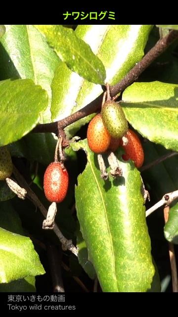 ナワシログミ_白組っていうけど赤グミじゃん6秒@江東区mar смотреть онлайн